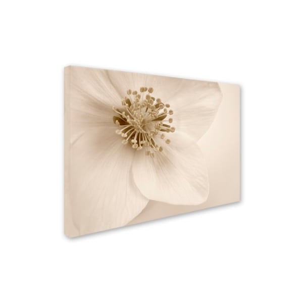 Cora Niele 'Hellebore Christmas Rose' Canvas Art,35x47